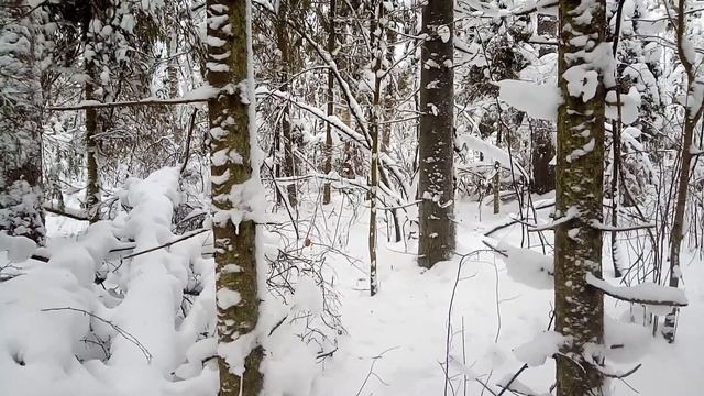 Охота на зайца 2017г. Собаку не дождался!