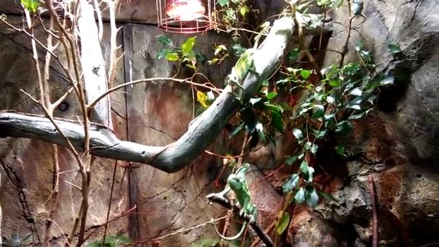 Хамелеон охотится за осой смотреть онлайн