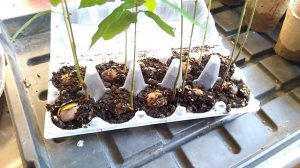 Как посадить дуб из желудя - необычный способ