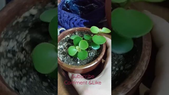 Portulacaria afra #2 update 3 смотреть онлайн