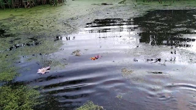 Делаю волны в пруду с лилиями. 03.07.22. смотреть онлайн