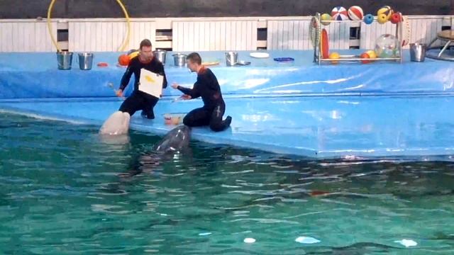 Дельфинарий#Санкт-Петербург#дельфины рисуют# смотреть онлайн