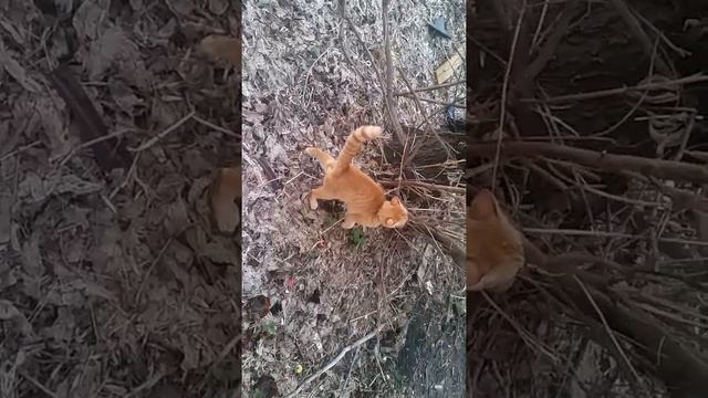 Вечерняя прогулка с котом смотреть онлайн