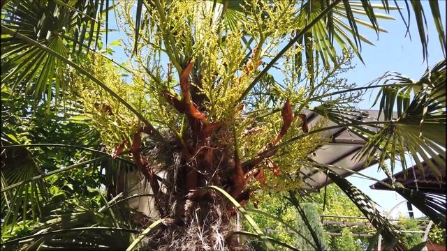 Мутационная селекция Трахикарпус форчуна. Mutational selection of Trachycarpus Fortuna. смотреть онлайн