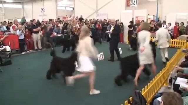 World Dog Show - Bratislava 2009 - Open class (males) смотреть онлайн