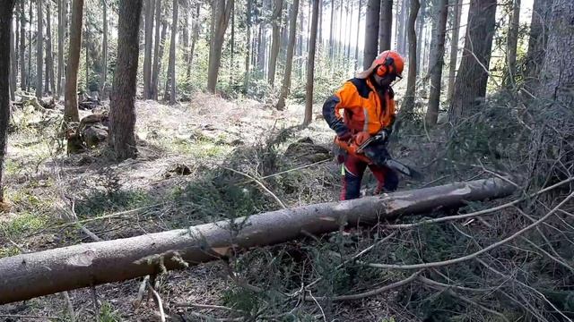VERY DANGEROUS TREE FELLING + Chainsaw Husqvarna 560XP смотреть онлайн