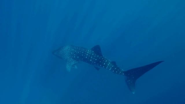 8k Drone & Underwater Video Footage | The Whale.Dolphins World-relaxation Video @ City Drone Footag