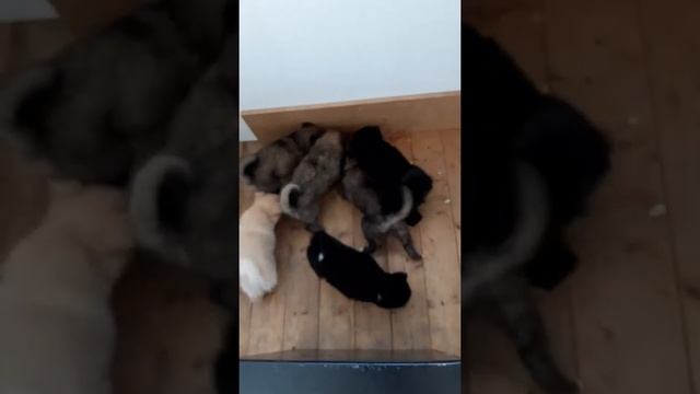 Суровый суповой набор