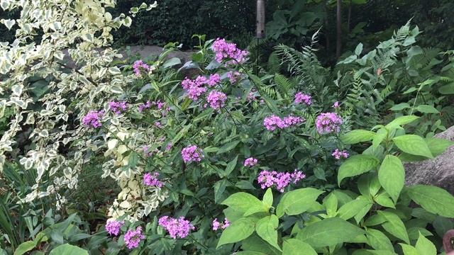 Phlox Paniculata ‘Jeana’, Garden Phlox