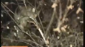 Срочник спасает кота с дерева