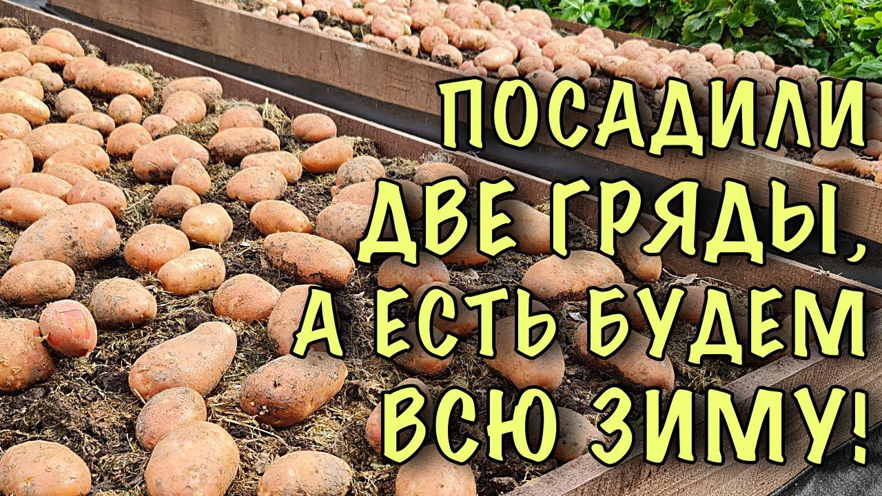 ЗАЧЕМ сажать СОТКАМИ? Посадили ДВЕ ГРЯДЫ, а ХВАТИТ НА ВСЮ ЗИМУ! УНИКАЛЬНЫЙ метод посадки картофеля! смотреть онлайн