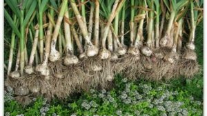 КАК ВЫРАЩИВАТЬ ЯРОВОЙ ЧЕСНОК