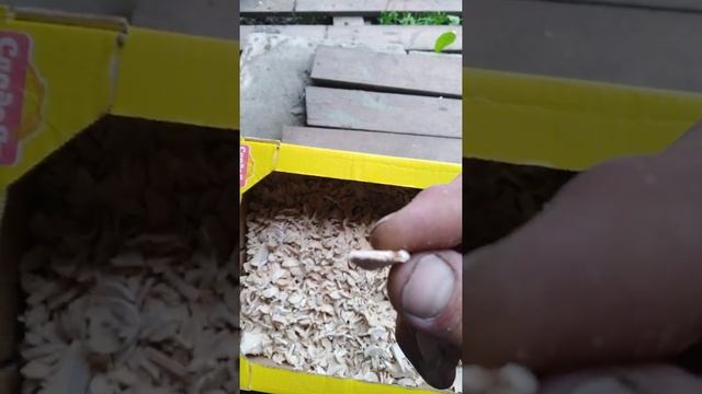 Щепа для копчения в домашних условиях смотреть онлайн