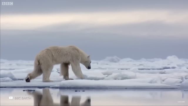 Этот Медведь в 100 Раз Опаснее и Мощнее Гризли смотреть онлайн