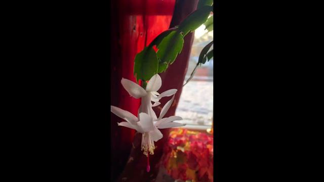 ♥️🌺My beautiful white Thanksgiving cactus flower houseplant in the golden hour🌺♥️ смотреть онлайн
