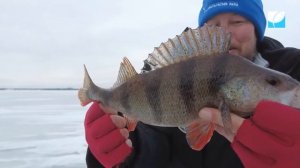 Ловля крупного окуня на балансиры зимой | Волга | 2023