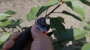 Черешня, первая формирующая обрезка