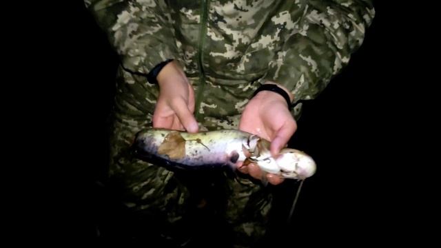 Ловля СОМА ночью, на реке ПРИПЯТЬ! смотреть онлайн