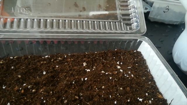 ПОСЕВ ДЕЛЬФИНИУМА В КИПЯТОК