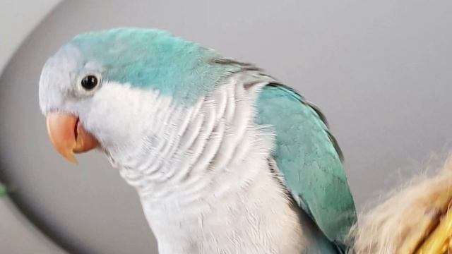 Я УРОКОВ НЕ БОЮСЬ! СТИШОК ДЛЯ ОБУЧЕНИЯ ПОПУГАЯ ГОВОРИТЬ. УРОК ДЛЯ ПОПУГАЯ. смотреть онлайн