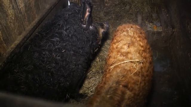 Мировая закуска. Бекон, шпик, а по-русски сало, праздник выбора и вкуса. смотреть онлайн