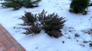 Лаймглоу ? Lime Glow? Горизонтальный можжевельник зимой?Изюминка сада