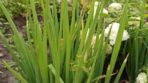 ОСОБЕННОСТИ ОБРЕЗКИ ЛУКА БАТУН