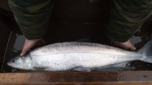 Белорыбица - почему рыбаки считают её Царской, что в ней особенного?