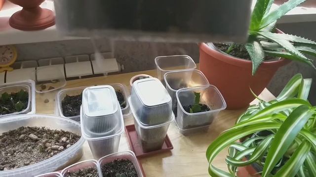 Комнатные растения. Гинура снова удивляет.??? Поздравление с Праздником. смотреть онлайн