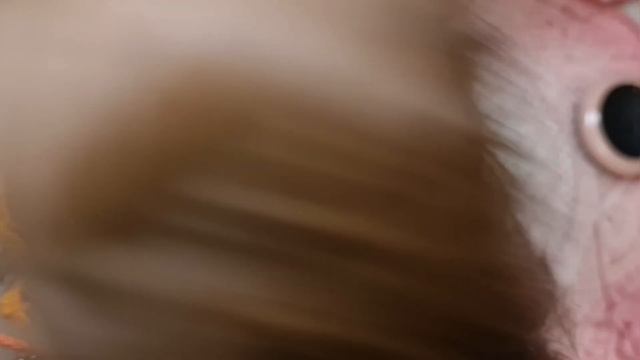 Большой праздничный выпуск* Распаковка подарков* Обзор магазина* Новые девочки* смотреть онлайн