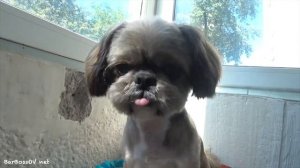 Как меняется Ши-тцу после разных видов стрижки!