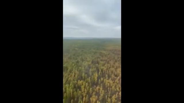 Продажа леса на корню, договоры аренды леса смотреть онлайн