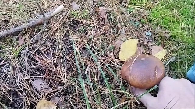 закрытие ГРИБНОГО сезона. смотреть онлайн