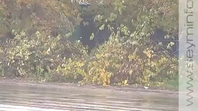 Почему спиливают деревья? смотреть онлайн