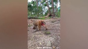 Mother monkey holds baby monkey and gnaws baby monkey's leg, mother monkey treats her baby badly