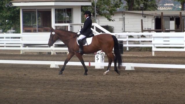 Dressage At Del Mar Training Level Test 1 61.7%