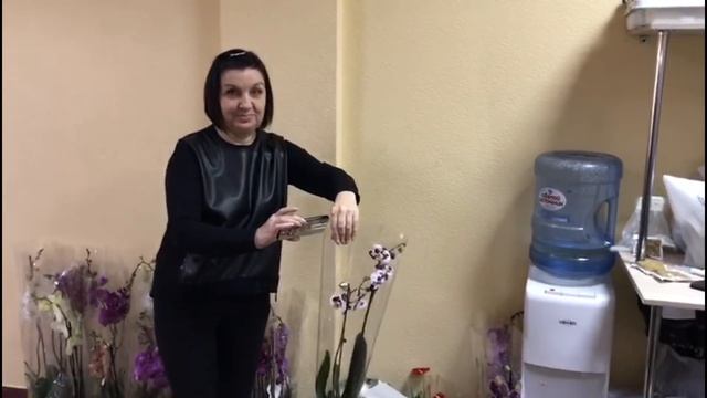 Новогоднее поступление сортовых орхидей в Экофлору. Интрига и новинки)) смотреть онлайн