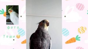 самка кореллы умеет говорить