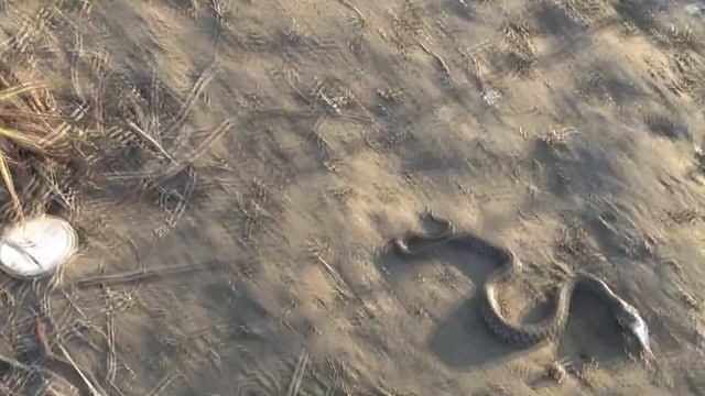 Змеи вышли на охоту. Snake  Attack