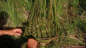 Плетение верши для ловли рыбы.