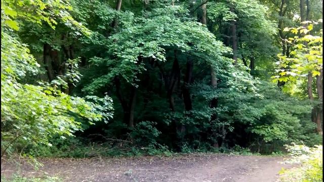 Прогулка по лиственному лесу смотреть онлайн