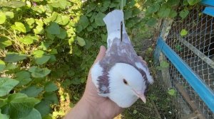 Голубь или голубка? Старый Дедовский способ! У меня работает на 100%