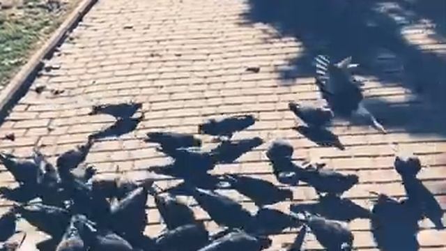 Кормление голубей. Помощь Роду