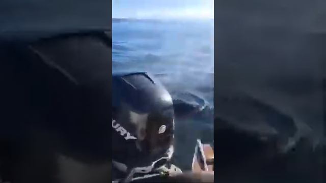 Спасение от касаток смотреть онлайн