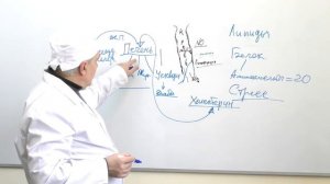 Печень. ССС. Профилактика склероза Алименко А Н