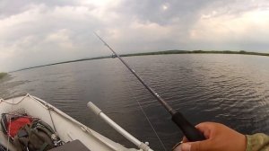 Ратлины TsuYoki, август 2020.