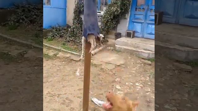Самая умная собака Питбуль смотреть онлайн