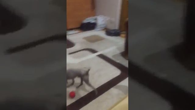 Ну поиграйте со мной. Той терьер смотреть онлайн