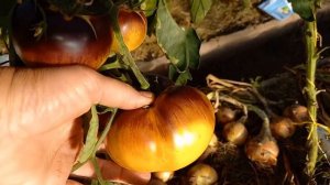 Томат ВЕЛИКОЛЕПНЫЙ БЕЛЫЙ +П 20.Коллекционный сорт.Ярославская обл.