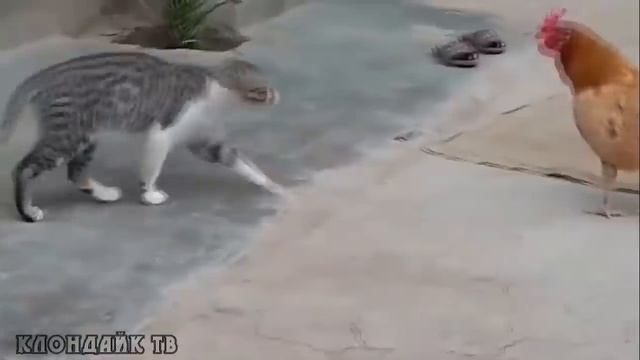 Самые необычные моменты снятые на камеру с животными. Клондайк тв смотреть онлайн